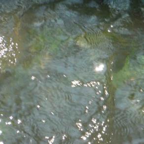 At the River I saw the Paradies