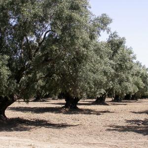 Italy. Calabria. Countryside