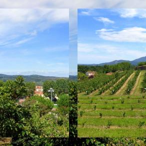 Montagnes et cerisiers