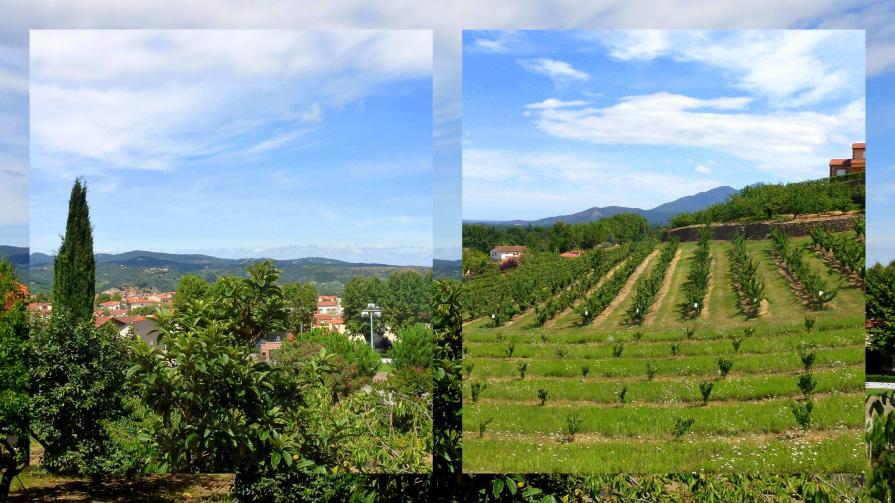 Montagnes et cerisiers