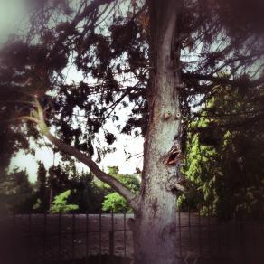 I miei amici alberi 2