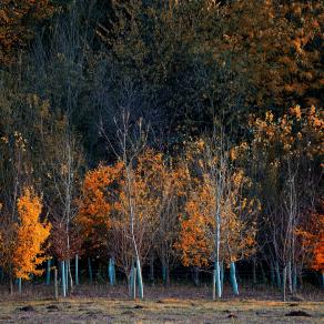 Beauty before the cold