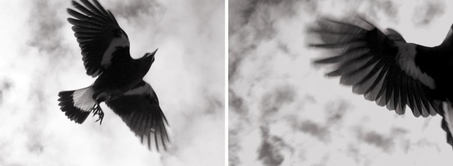 the forgotten bird_magpie