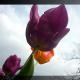 tulipano#3 