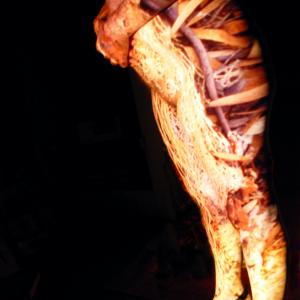 OPUNTIA FICUS INDICA OPUNTIA FICUS INDICA