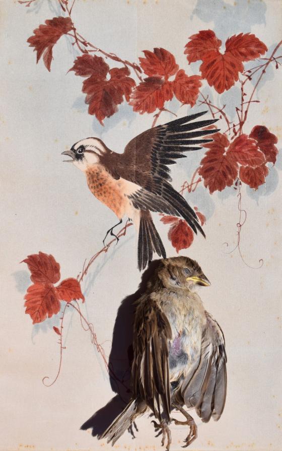 Passer hispaniolensis 1