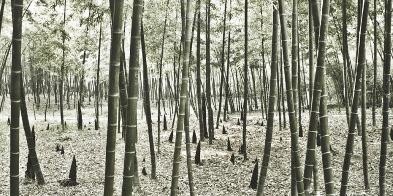 ROCCO CASALUCI "CINA"