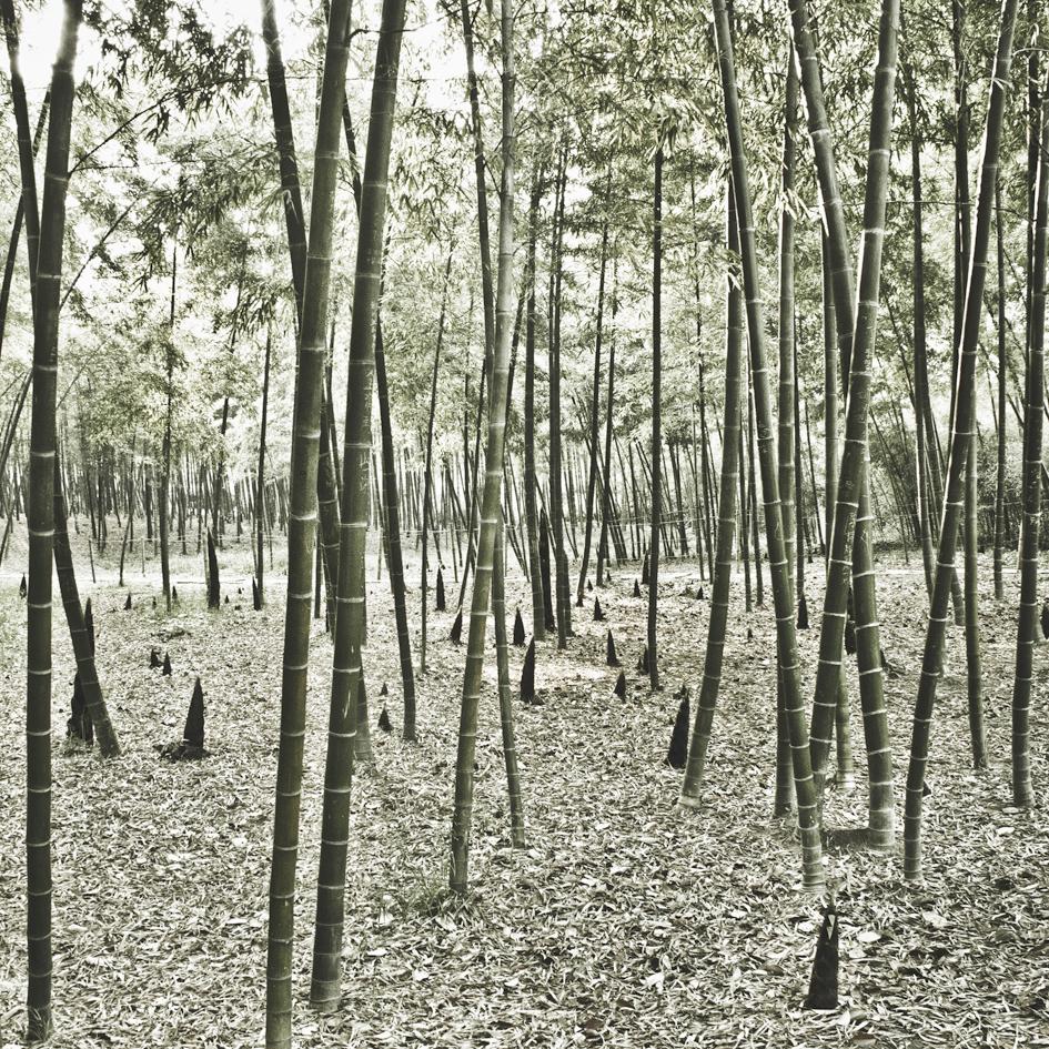 ROCCO CASALUCI "CINA"