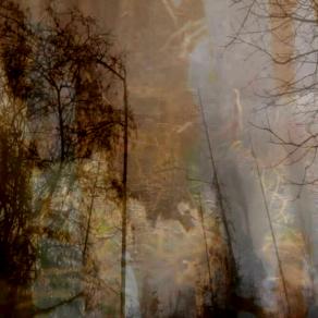 What do animals dream?