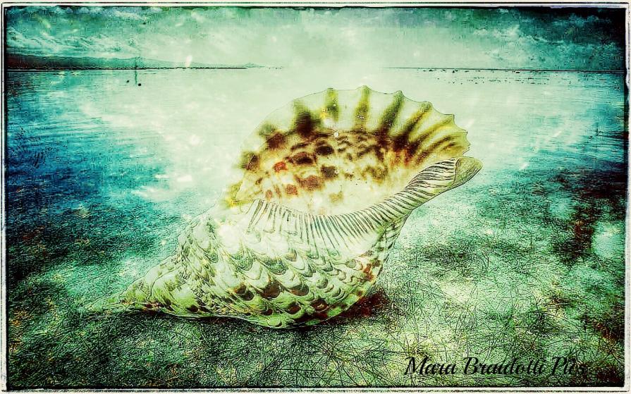 Conchiglia