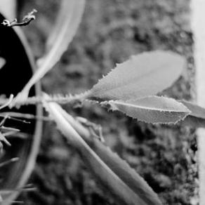 Corpi vaganti Corpi vaganti