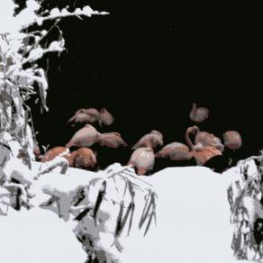 FlamingOS@SnoW (MorePink(&WHitE))