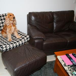 Domestic Animals: Willow