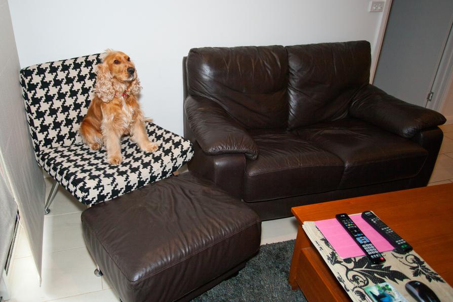 Domestic Animals: Willow