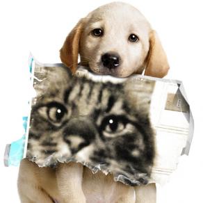 . . . . SE VA TUTTO MALE ABBRACCIA IL TUO CANE O IL TUO GATTO !!! . . . 