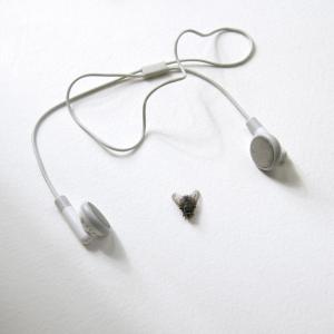 Titel: Auscultationem Musca (assemblage). overview1 Titel: Auscultationem Musca (assemblage). overview1