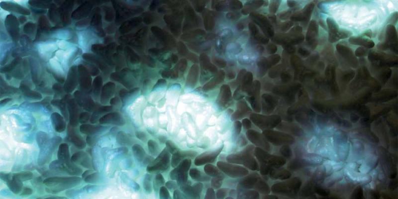 IN CASE WE DON'T DIE