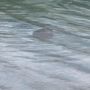 Donauwellen- onde del Danubio