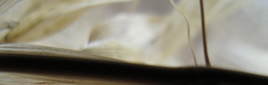 frOm The Opal Valley R tOgether bring mOtiOns