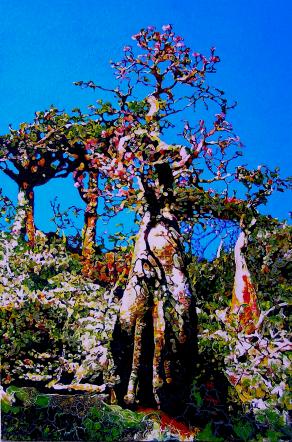 Bottle trees (Rosa del deserto) - Adenium obesum