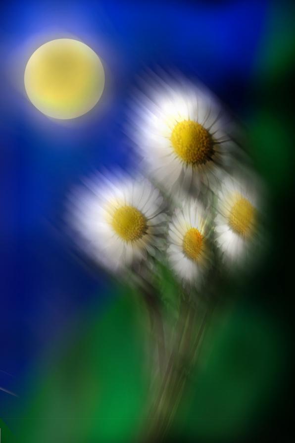 spiccava un margherita dal passegino.... spiccava un margherita dal passegino....