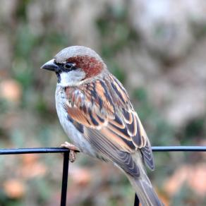 Bird in Central Park (NY)