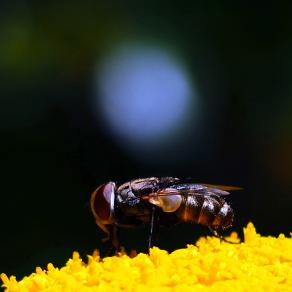 L'istinto di ogni giorno 