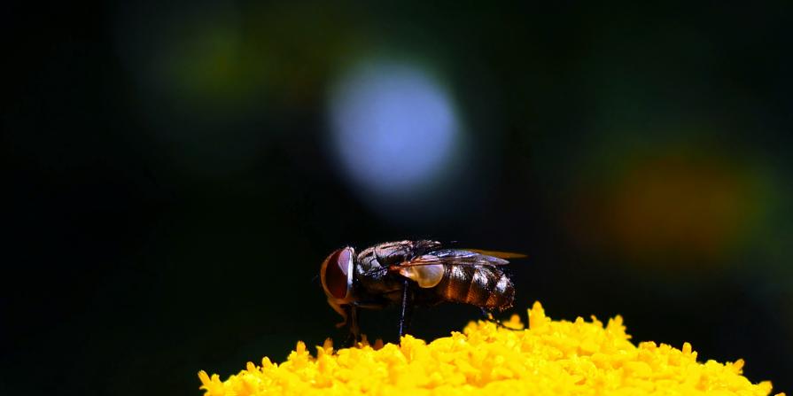 L'istinto di ogni giorno 
