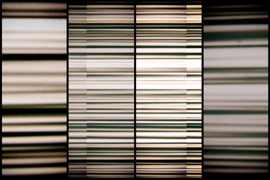 L'illusione di velocità diverse di evoluzione 