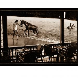 Alexandria Horses - From South To North