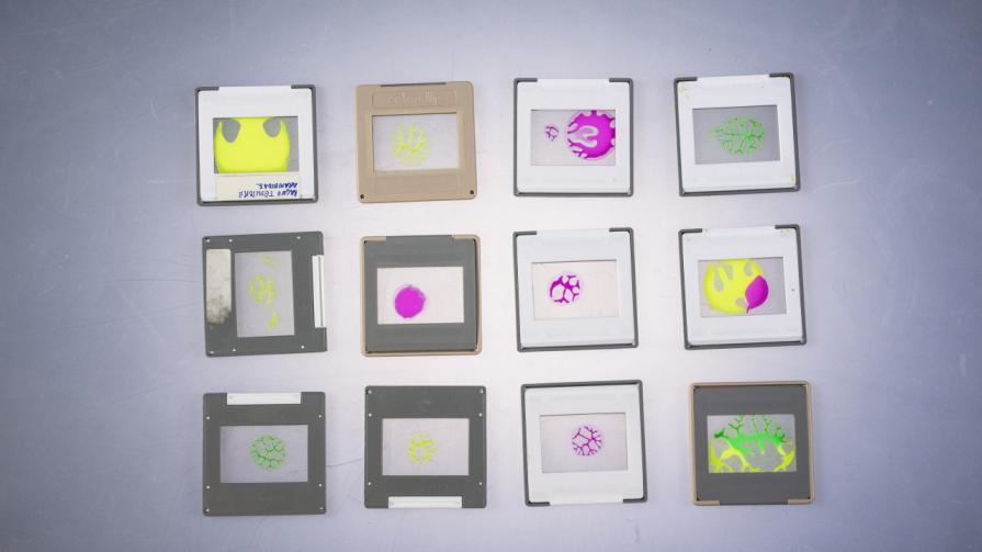 C o s m o | life forms