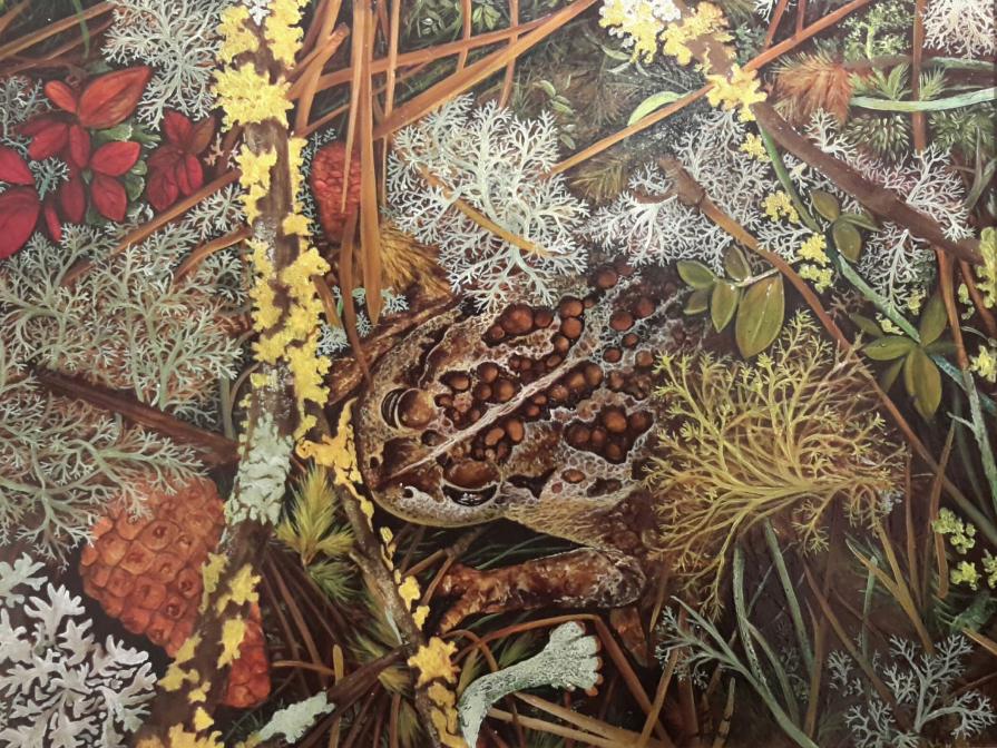 Mimesis Rospo del nord