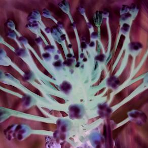 Chimera di Coscienze - Rilascio