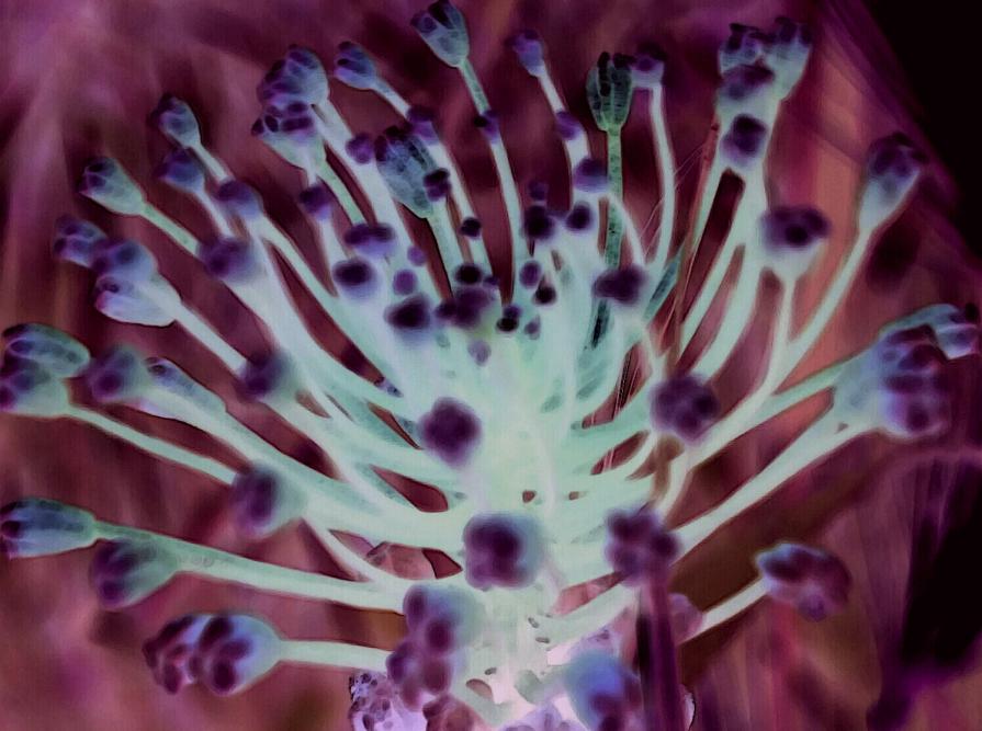 Chimera di Coscienze - Rilascio