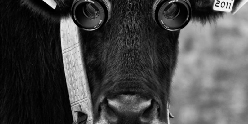 TAODIGITAL - festival dell' Arte Digitale