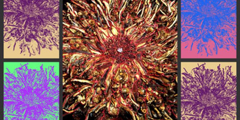 Chiusura mostra NATURA ONIRICA posticipata al 27 Aprile Chiusura mostra NATURA ONIRICA posticipata al 27 Aprile