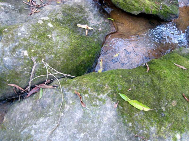 Feminine Forms in Nature