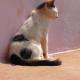 Goan cat