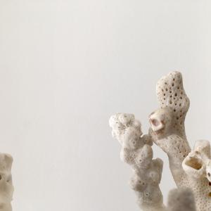 Memento Corallium- The Dead Tree of Life