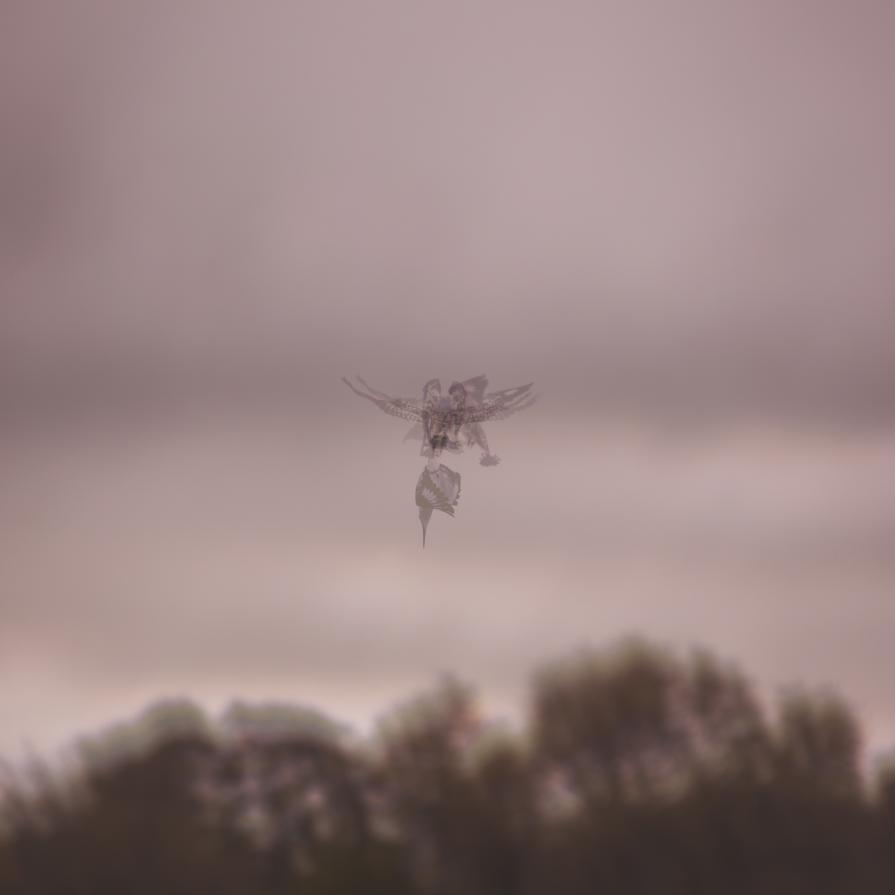 Il re è nudo Il re è nudo