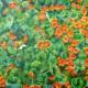 Untitled. Ref; Nasturtiums