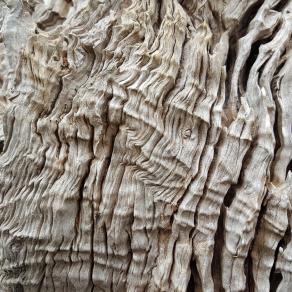 grinza di tempo: xylella