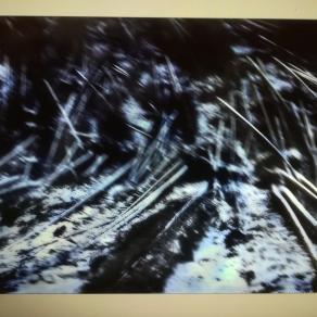 Tra Asiago e lavarone c'è stato un azzeramento della natura.