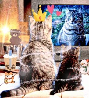 Stanno guardando un documentario sui loro antenati: i grandi felini del divano!!!