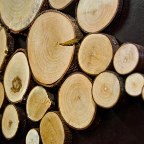 PARTICOLARE DI : FORESTA DALL'ALTO