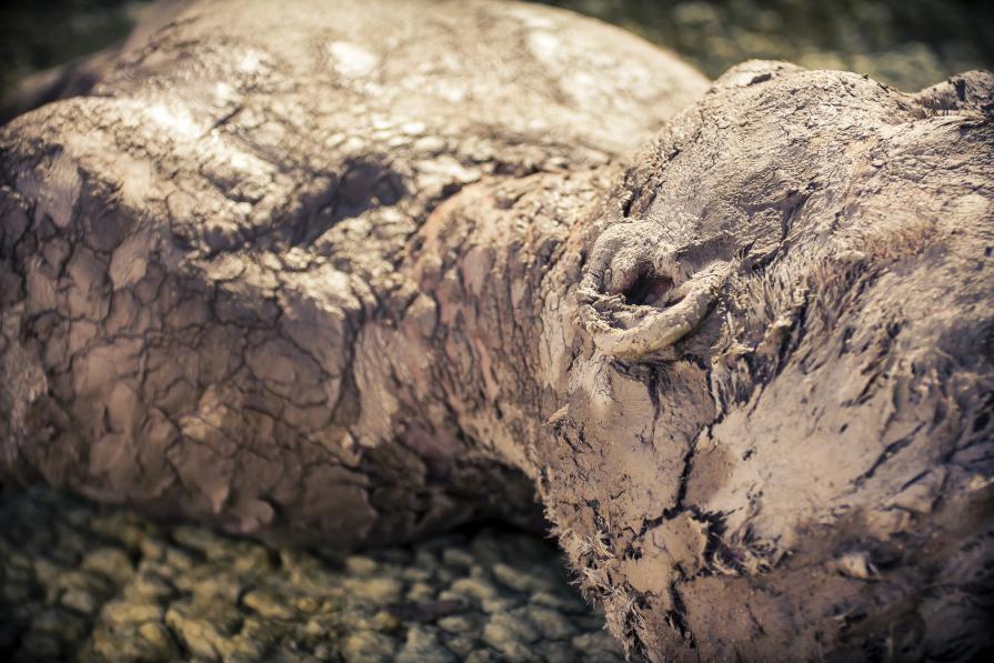 Adam "L'uomo fatto di terra" Adam "L'uomo fatto di terra"