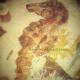 Seahorse