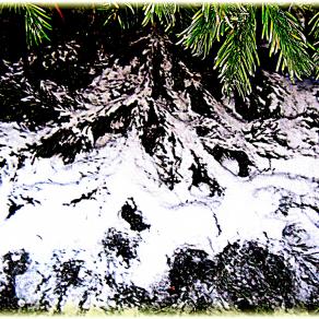 (Snow)  In The Woods