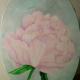 Peonia rosa