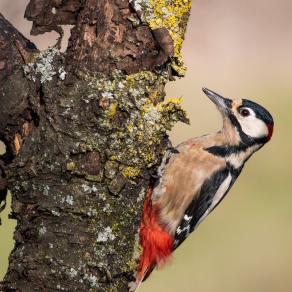 Mr woodpecker